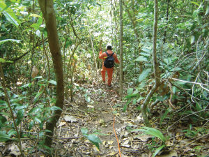 Forest-where-Seismic-Survey-took-place